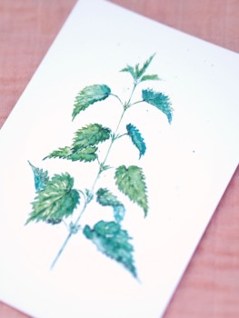 Premium Postkarte "Brennessel"